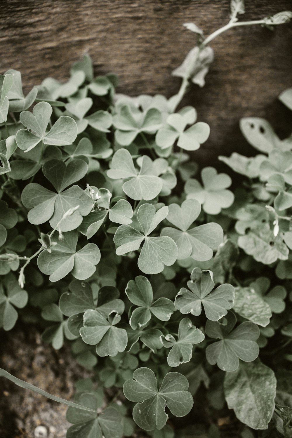 green plant with white flower