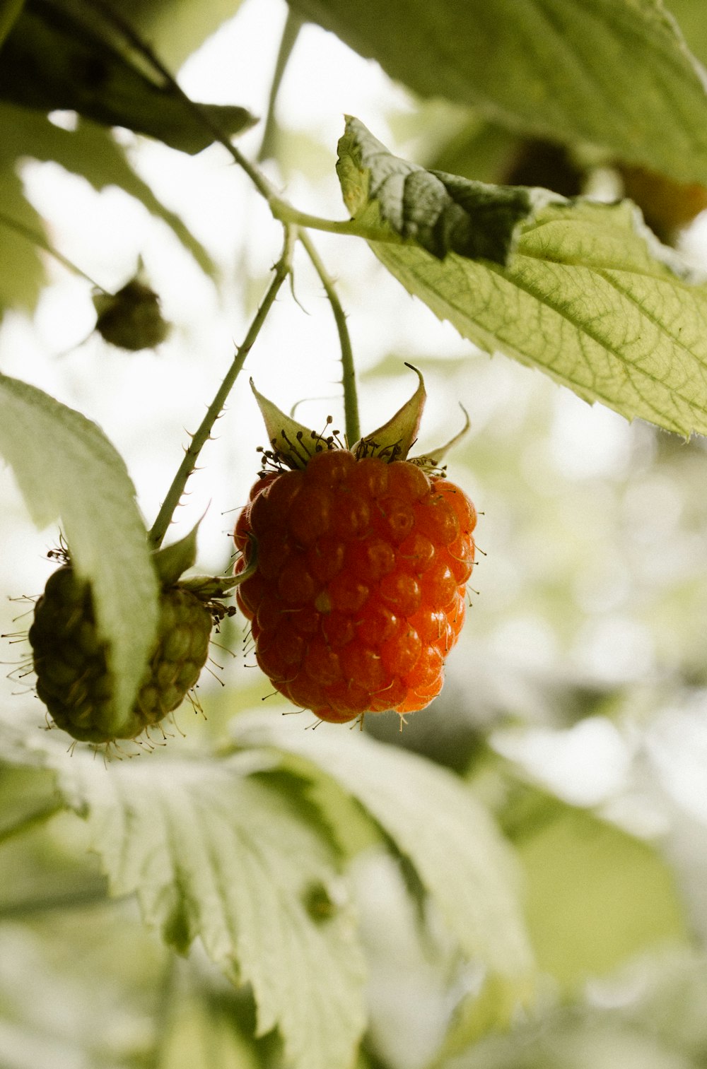 red round fruit on green leaf