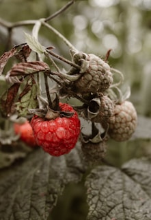 Several raspberries hang from a branch, with one ripe red raspberry prominently displayed in the foreground while others remain green. The background is soft and blurred, highlighting the texture and color of the raspberries and leaves.