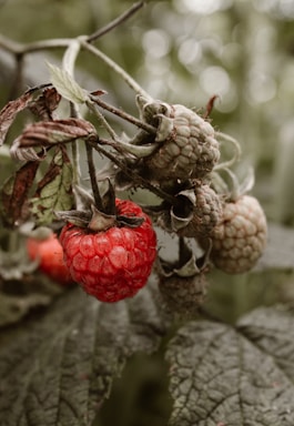 Several raspberries hang from a branch, with one ripe red raspberry prominently displayed in the foreground while others remain green. The background is soft and blurred, highlighting the texture and color of the raspberries and leaves.