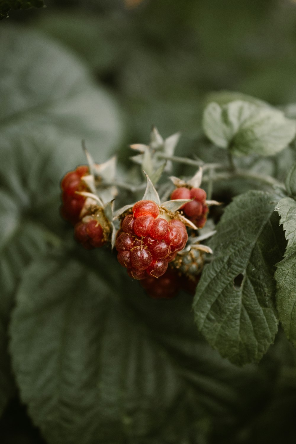 red round fruits on green leaves