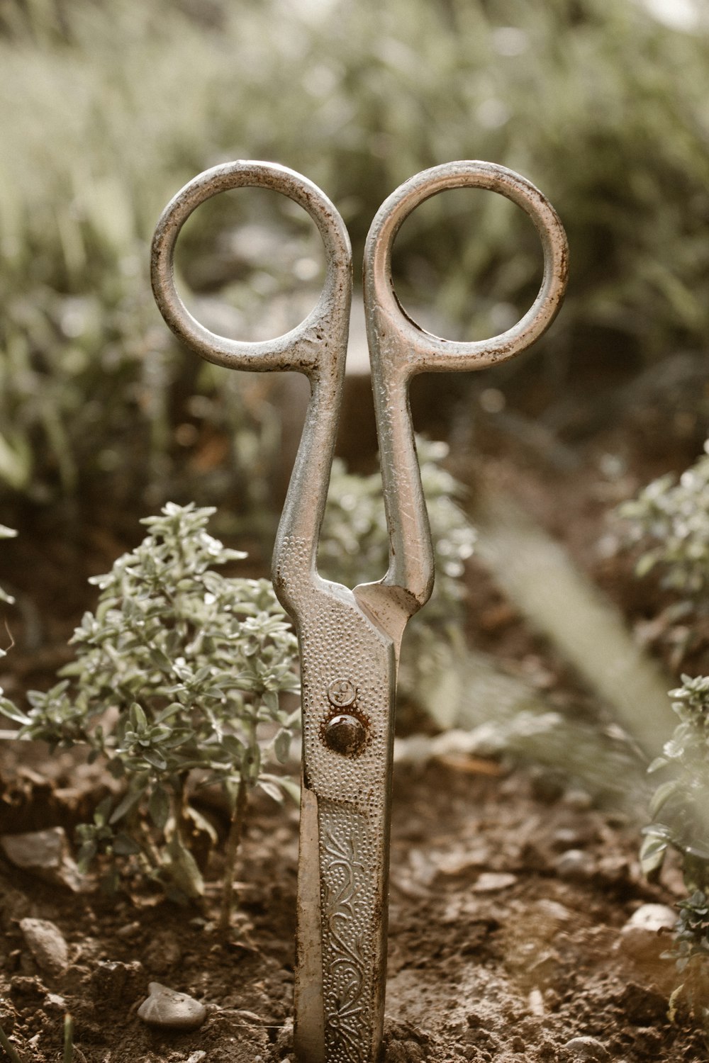 brown steel scissors on green grass during daytime