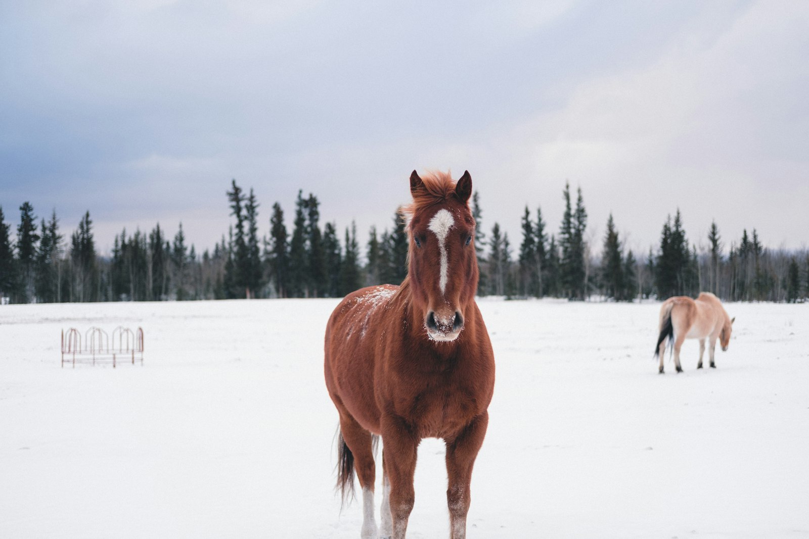 Fujifilm XF 35mm F2 R WR sample photo. Brown horse on snow photography