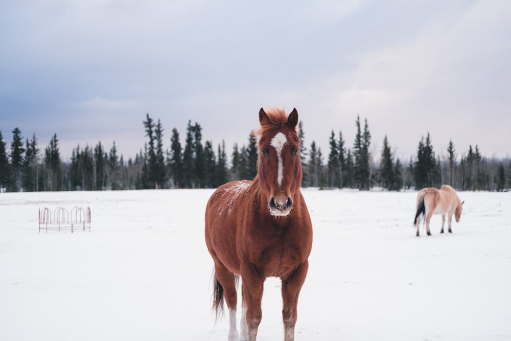 Cavalo marrom no campo de neve