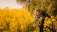 A person with short hair is standing in a field of vibrant yellow flowers, holding a camera up to their face, capturing a photograph. Lush greenery forms the backdrop, creating a peaceful and natural setting. The image is taken from behind the person, emphasizing the act of photography surrounded by nature.