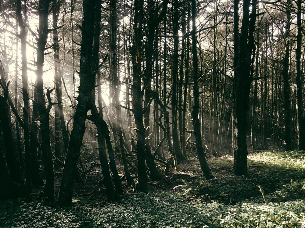 grayscale photo of trees during daytime