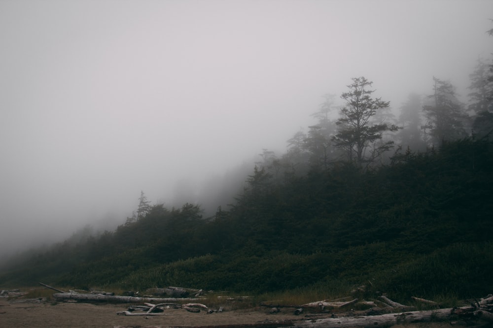 green trees on brown field during foggy weather