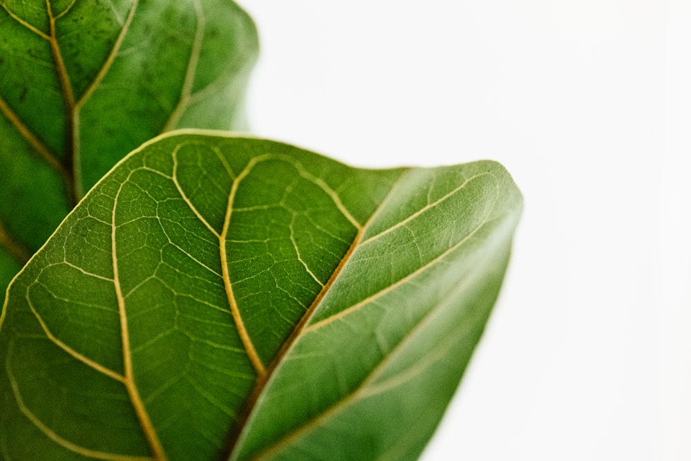 green leaves