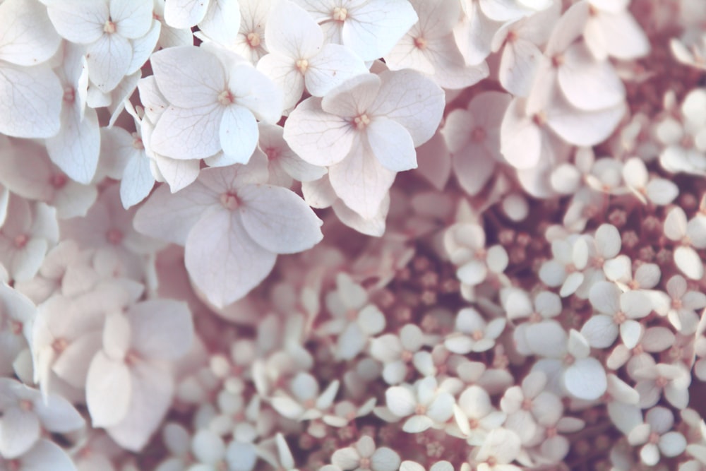 flores de pétalos blancos