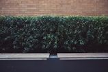 A neatly trimmed hedge of vibrant green foliage is positioned against a background of light brown brickwork. In front of the hedge, a pair of simple, modern wooden benches with a sleek design are visible, blending into a minimalist urban environment.