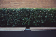 A neatly trimmed hedge framing a peaceful outdoor seating nook with wooden benches.
