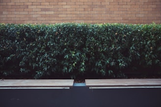 A neatly trimmed hedge of vibrant green foliage is positioned against a background of light brown brickwork. In front of the hedge, a pair of simple, modern wooden benches with a sleek design are visible, blending into a minimalist urban environment.