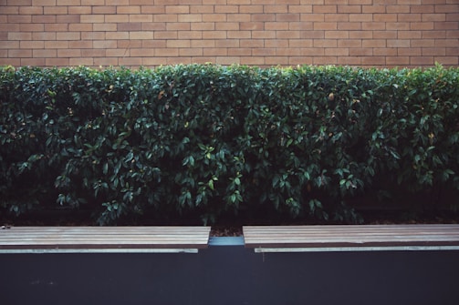 A neatly trimmed hedge of vibrant green foliage is positioned against a background of light brown brickwork. In front of the hedge, a pair of simple, modern wooden benches with a sleek design are visible, blending into a minimalist urban environment.