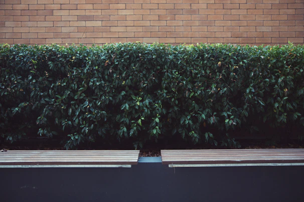 A neatly trimmed hedge surrounding a cozy garden seating area with wooden benches
