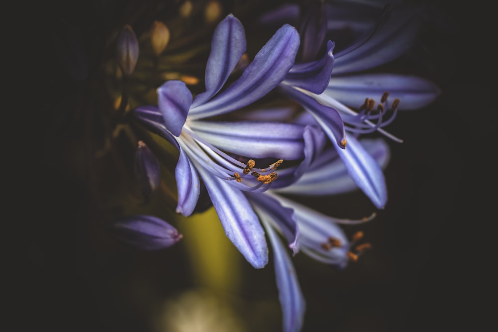 purple petaled flower