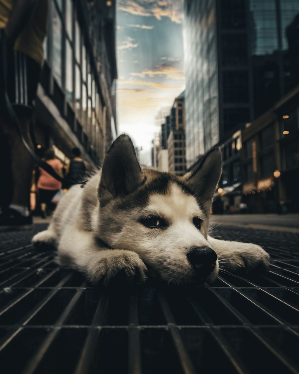 Photographie en gros plan de chien blanc