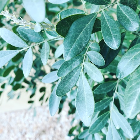 A close-up of watercolor leaves in muted greens and soft browns with a subtle texture.