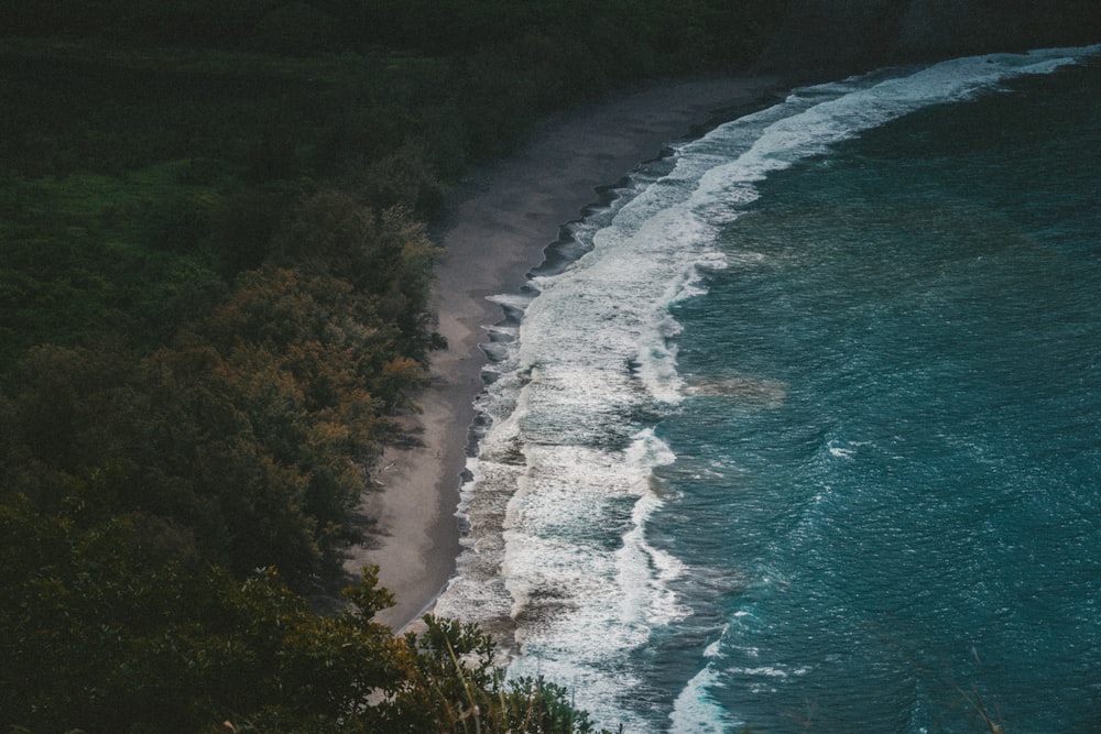 aerial view photography of body of water and green leafed trees