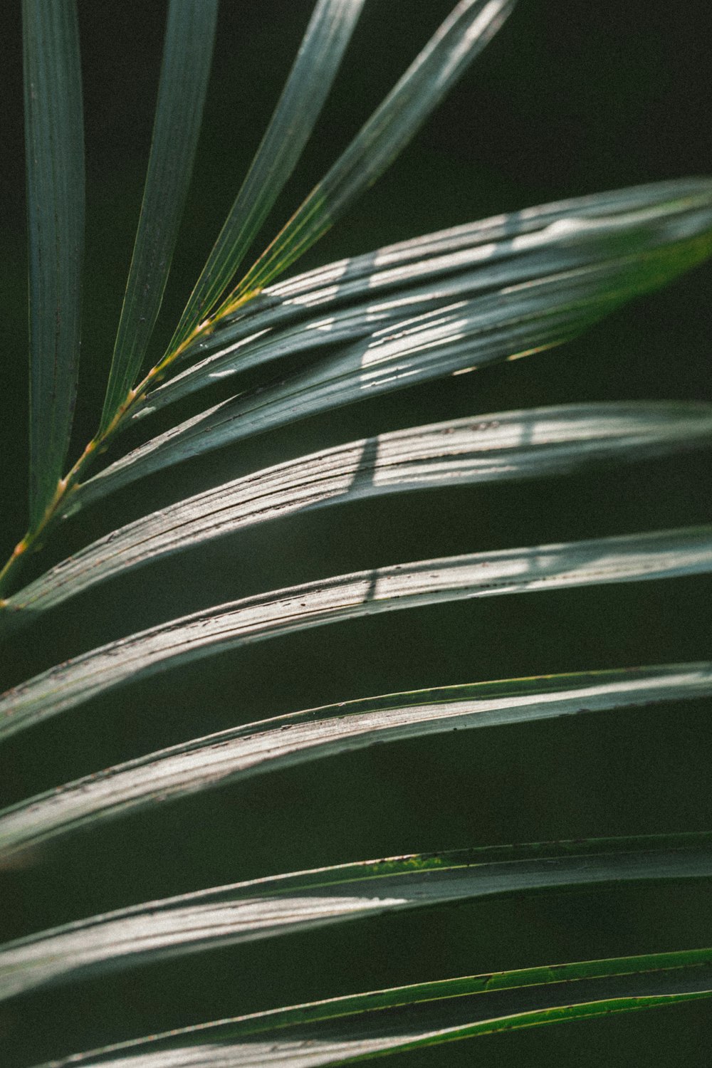 green linear leafed plant