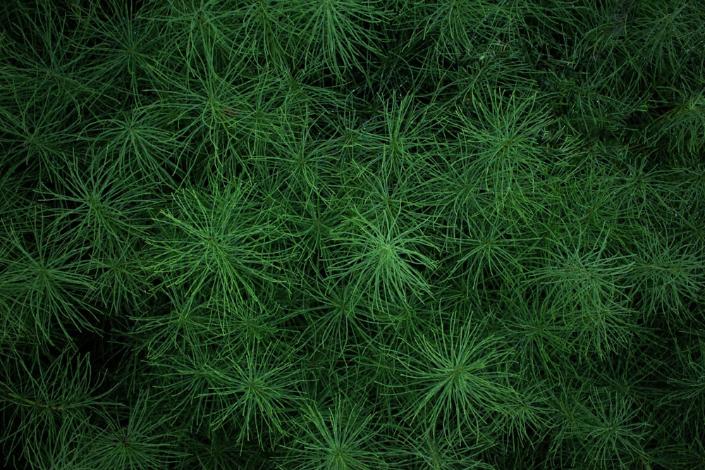 녹색 잎이 달린 식물의 닫힌 사진