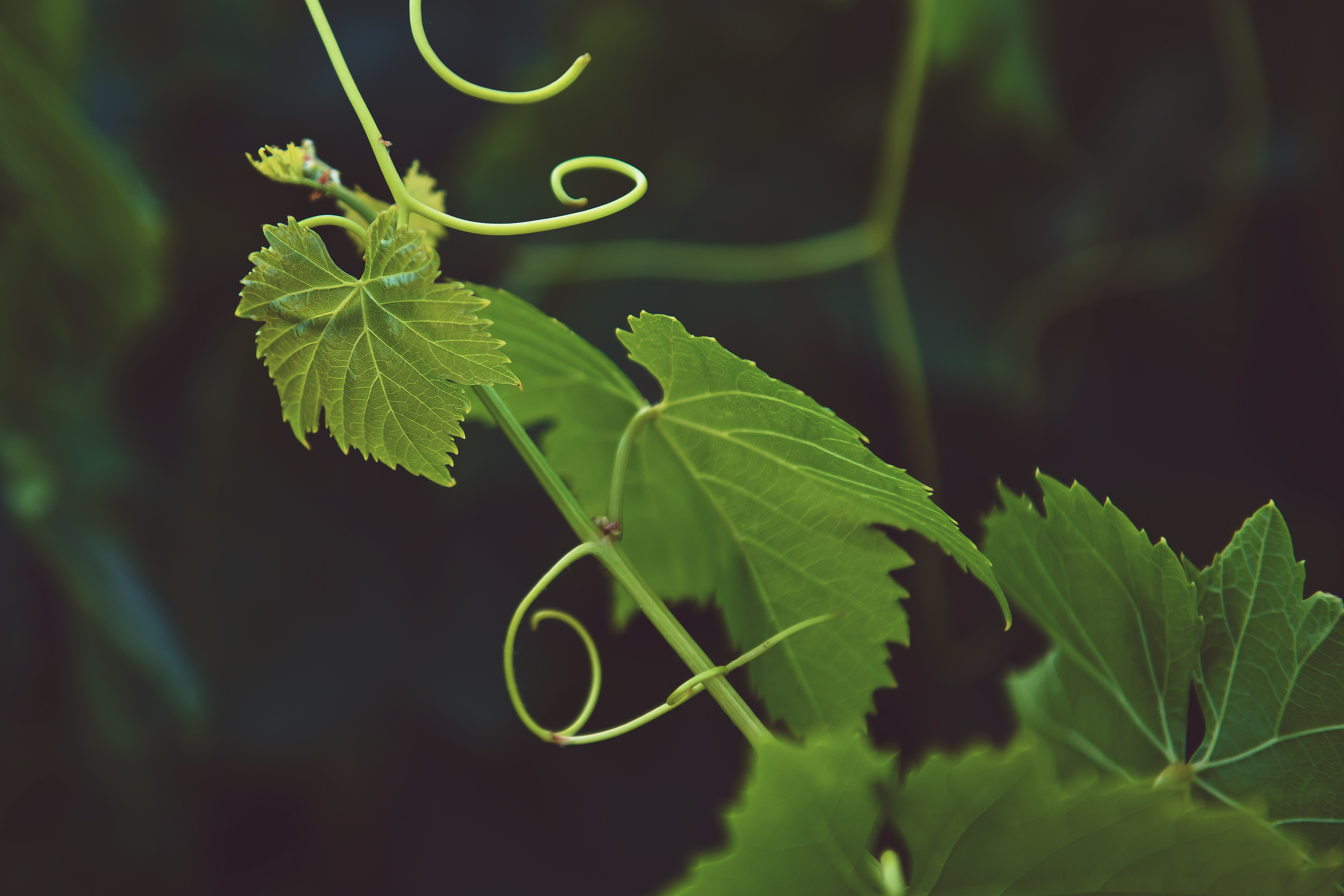 selective focus photography of green vine plant