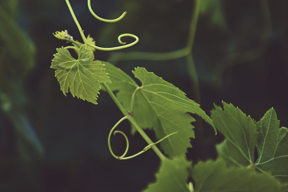 selective focus photography of green vine plant