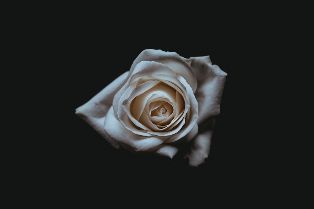 Fotografia di rose bianche