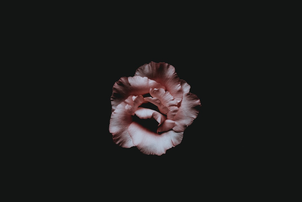 photo couleur sélective de rose rose
