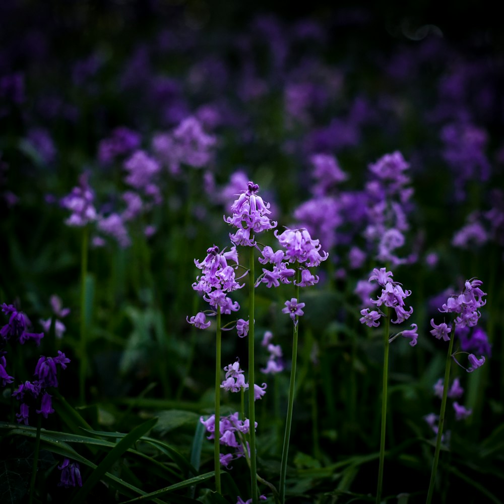 fotografia de foco seletivo de flores de pétalas roxas