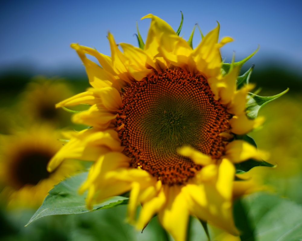 selective focus of sunflower