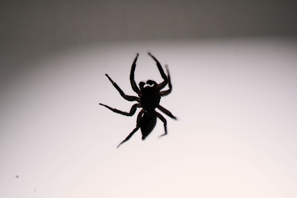 close-up of black spider