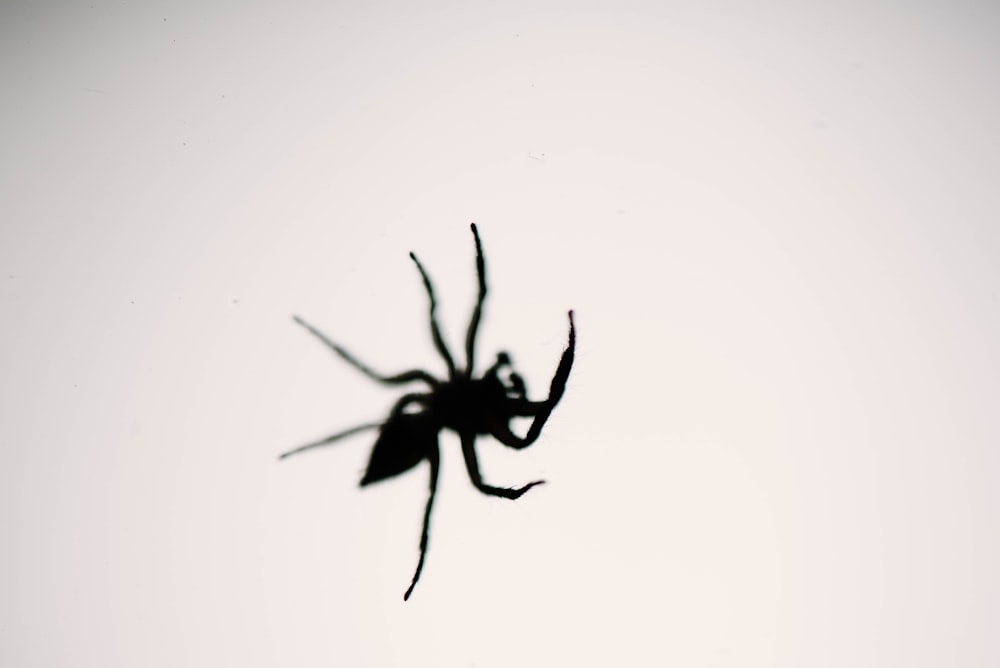 black spider