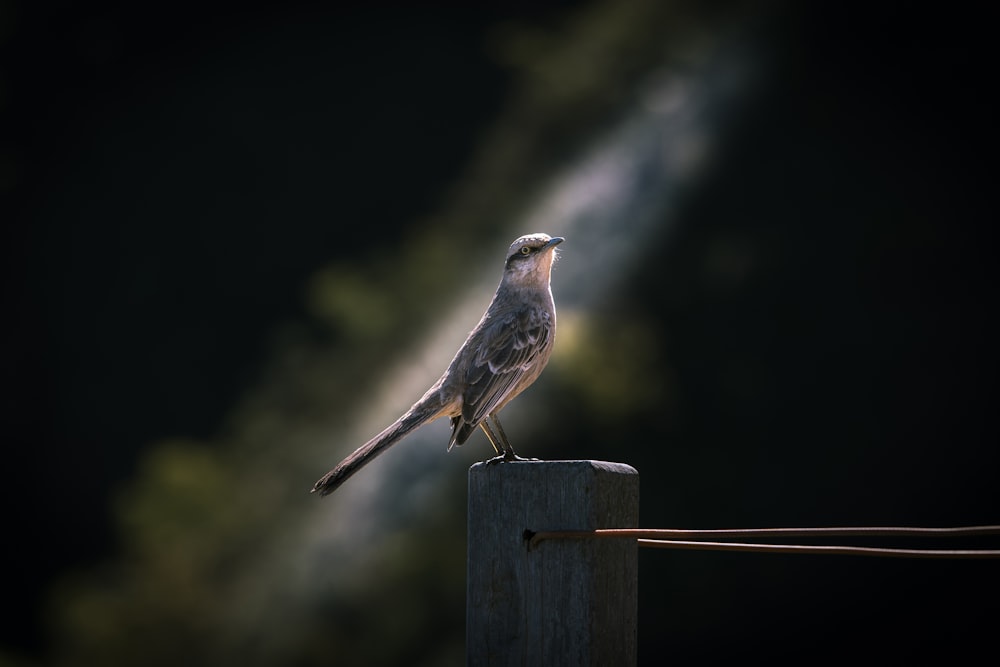 gray hummingbird on brown wooden fence