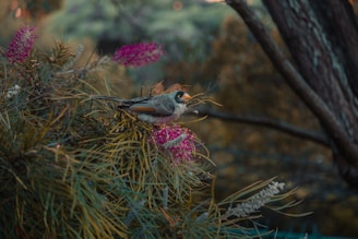 A vibrant forest scene filled with various colorful birds perched on branches.