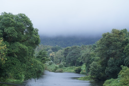 A serene landscape featuring a misty forest and a calm river at sunrise.