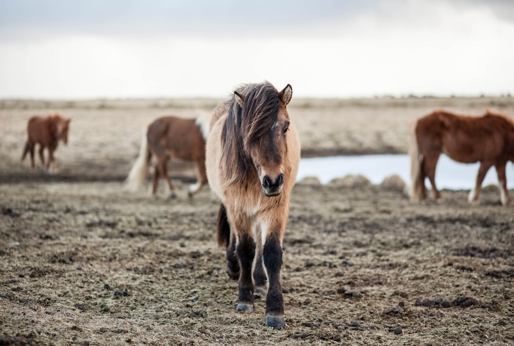 Flachfokusfotografie von Pferden