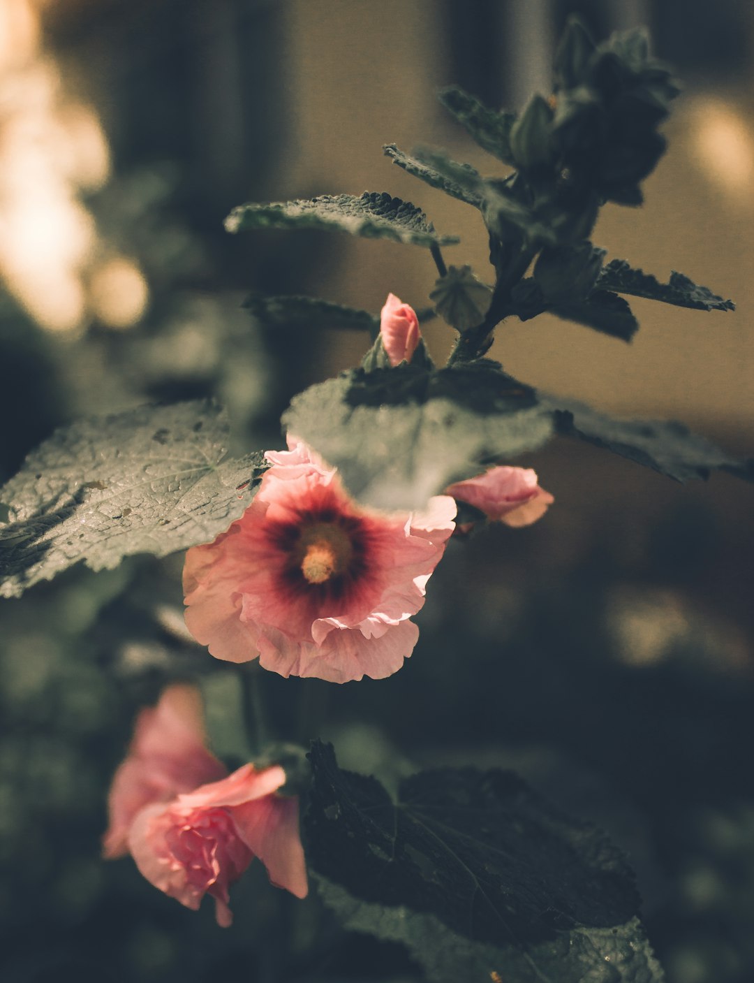 pink hibiscus in bloom during daytime