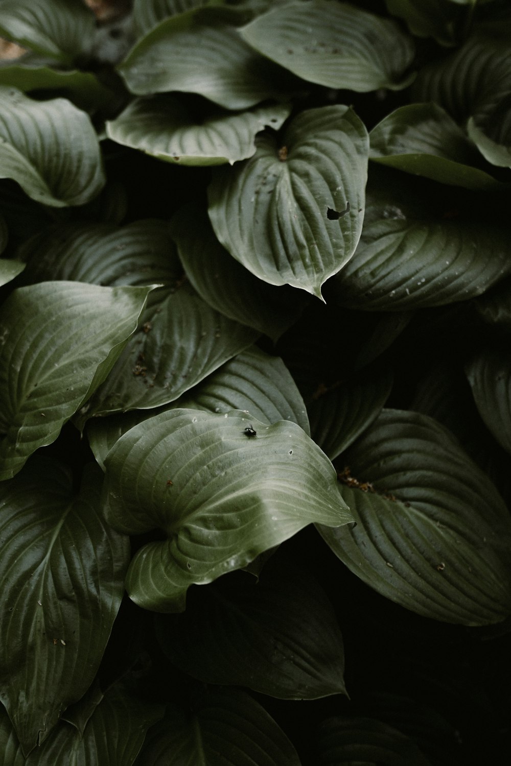 green leaves with water droplets