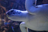 Close-up of a sea turtle swimming by with shimmering sunlight reflecting underwater.