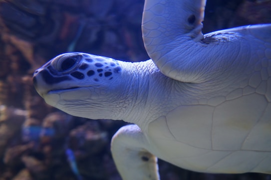 A close-up image of a sea turtle swimming underwater. The turtle's skin and shell show intricate patterns and textures, with a mix of light and shadows indicating the play of water and light.