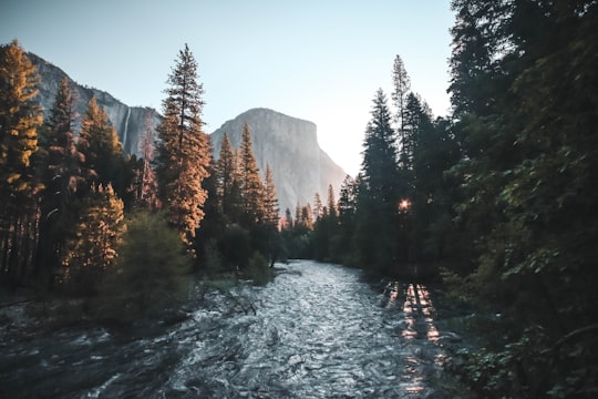 water stream surrounded with green trees in Yosemite Valley United States