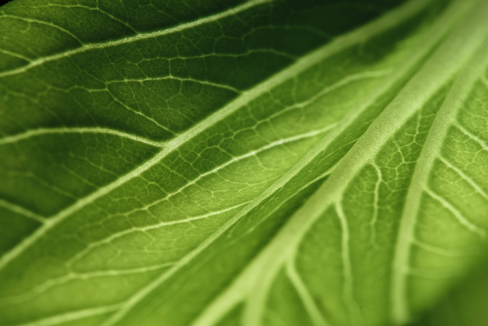 closeup photo of green vegetable