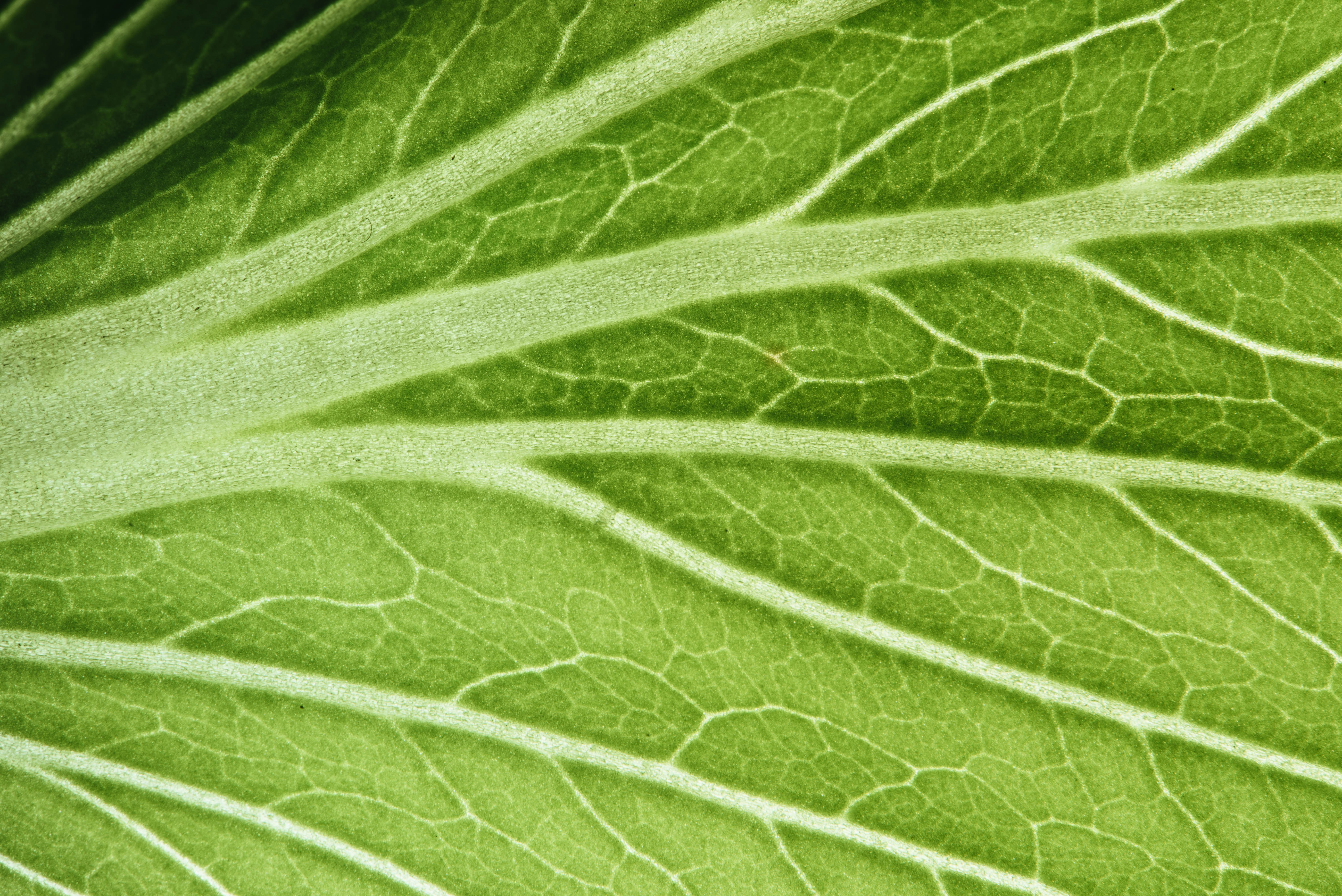 Photo by chuttersnap