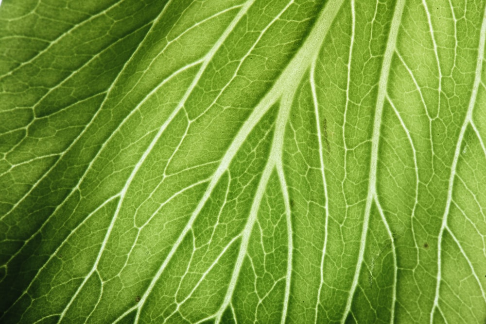 green leaf