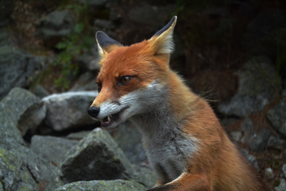 red fox near gray rocks