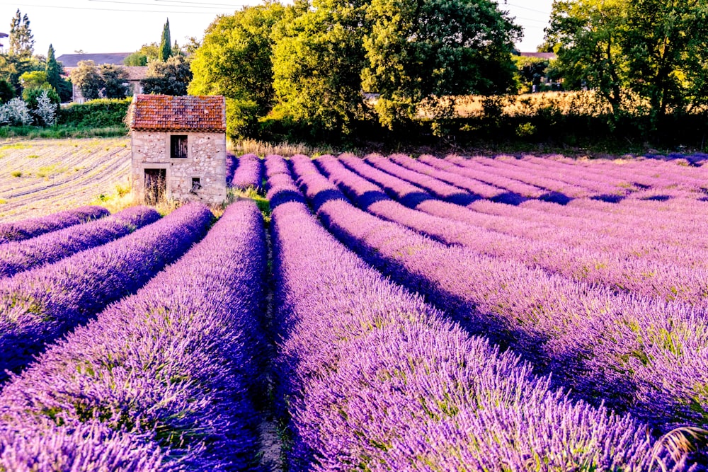 A field of purple flowers in France.