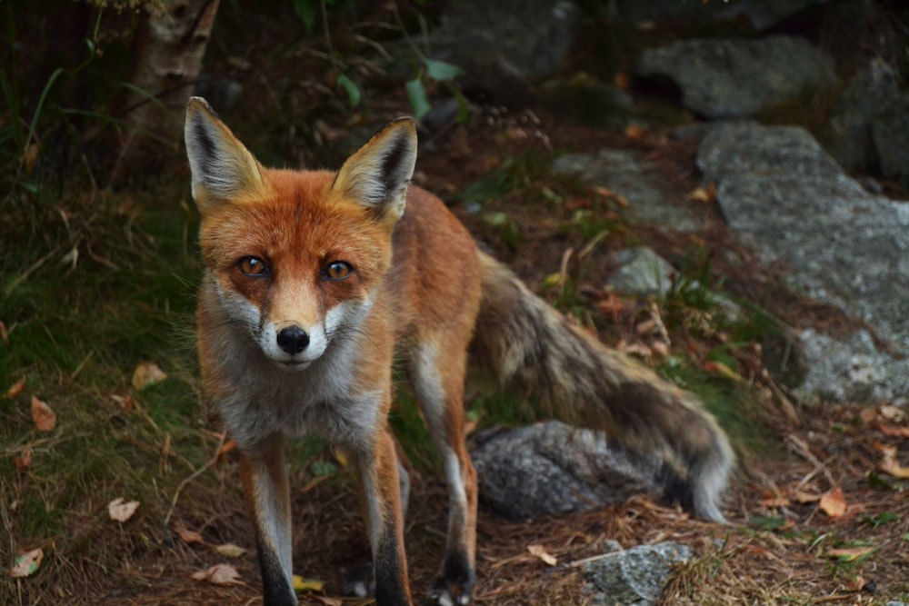 shallow focus photography of fox photo – Free Fox Image on Unsplash