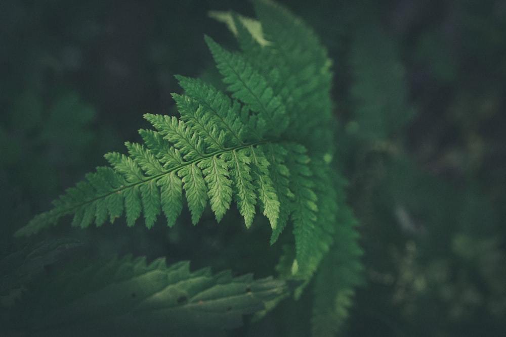 Photographie à mise au point peu profonde d’une plante à feuilles vertes