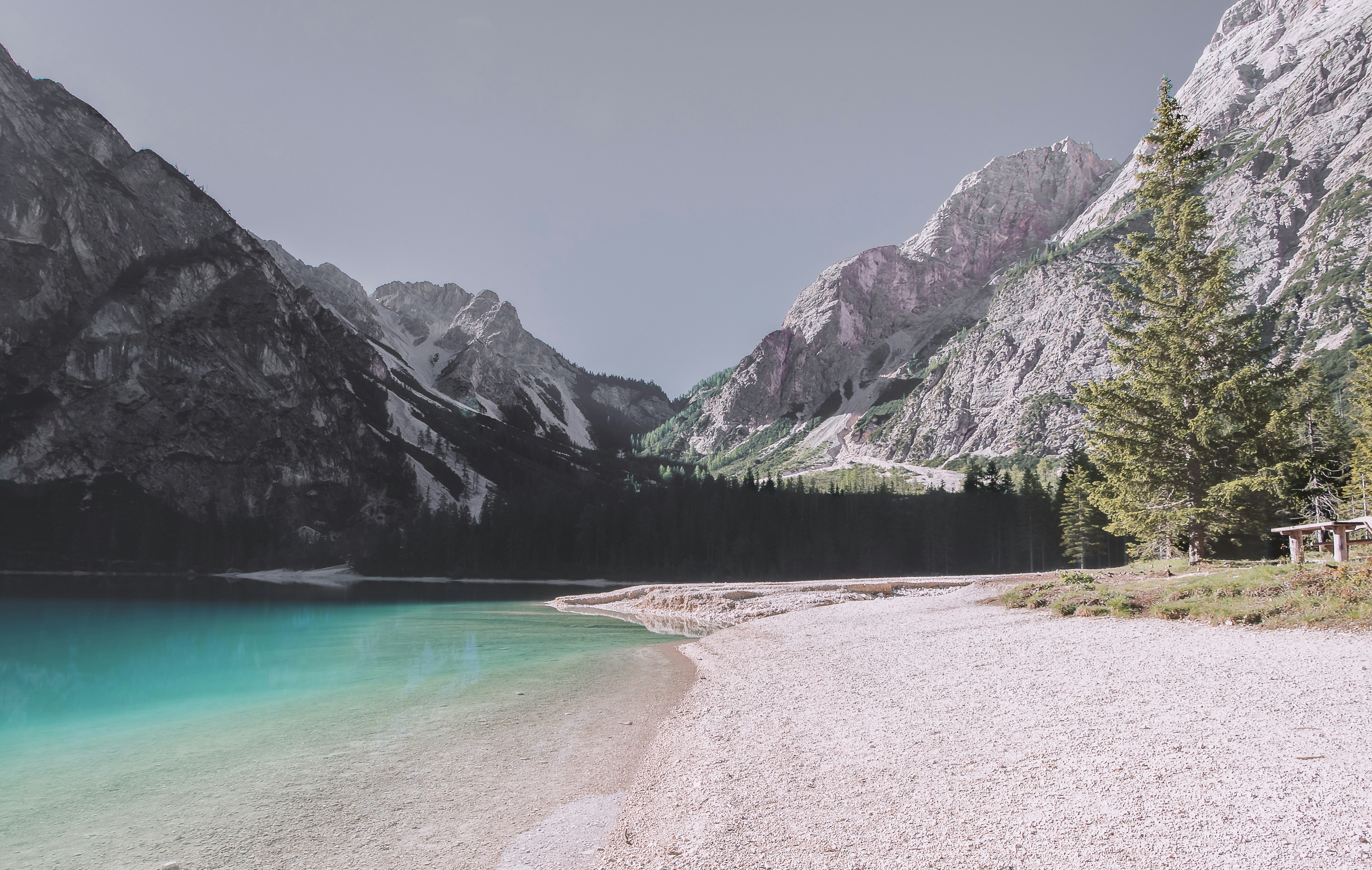 pine trees near body of water and mountains