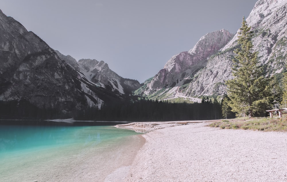 pine trees near body of water and mountains